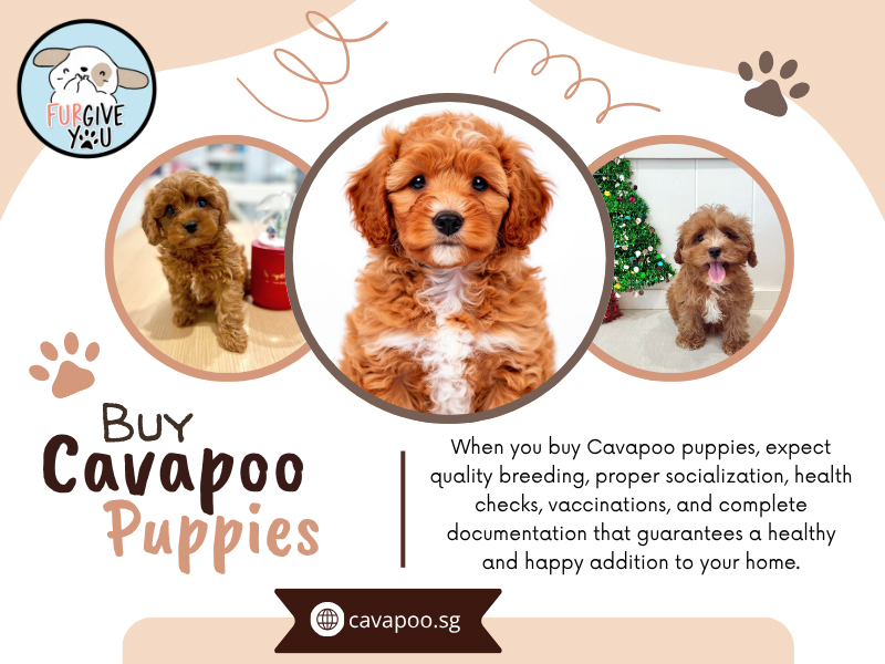 Writer: Cavapoo