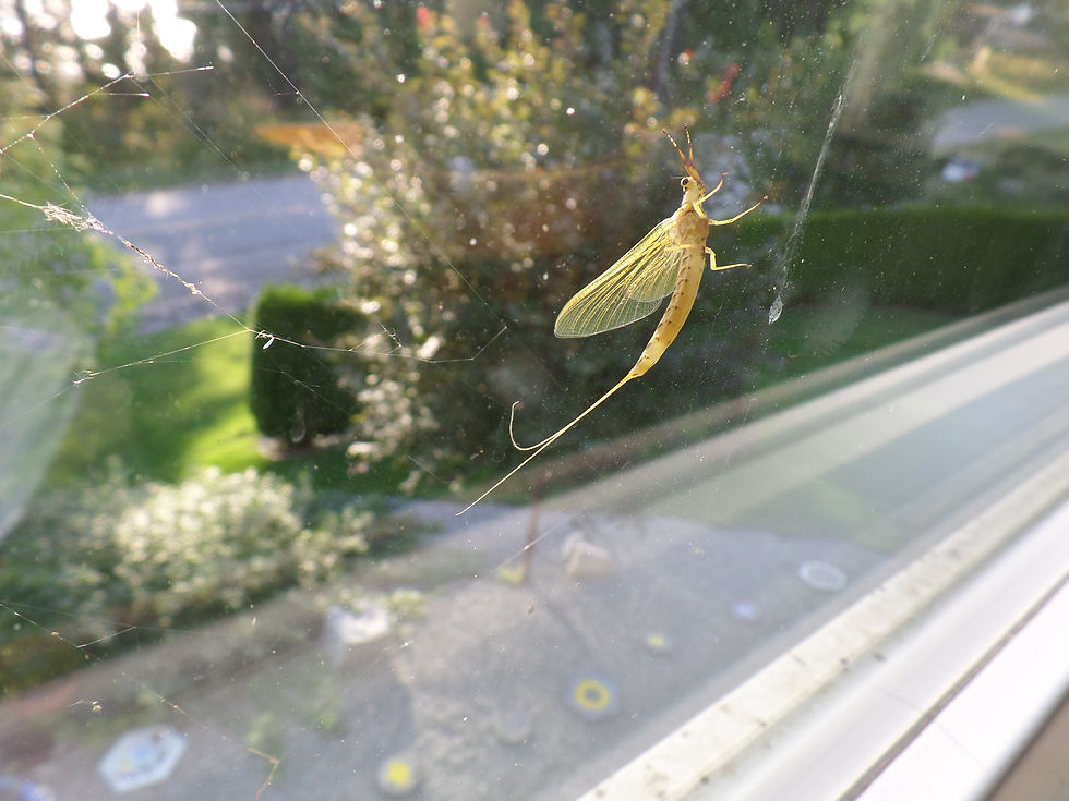 may fly?