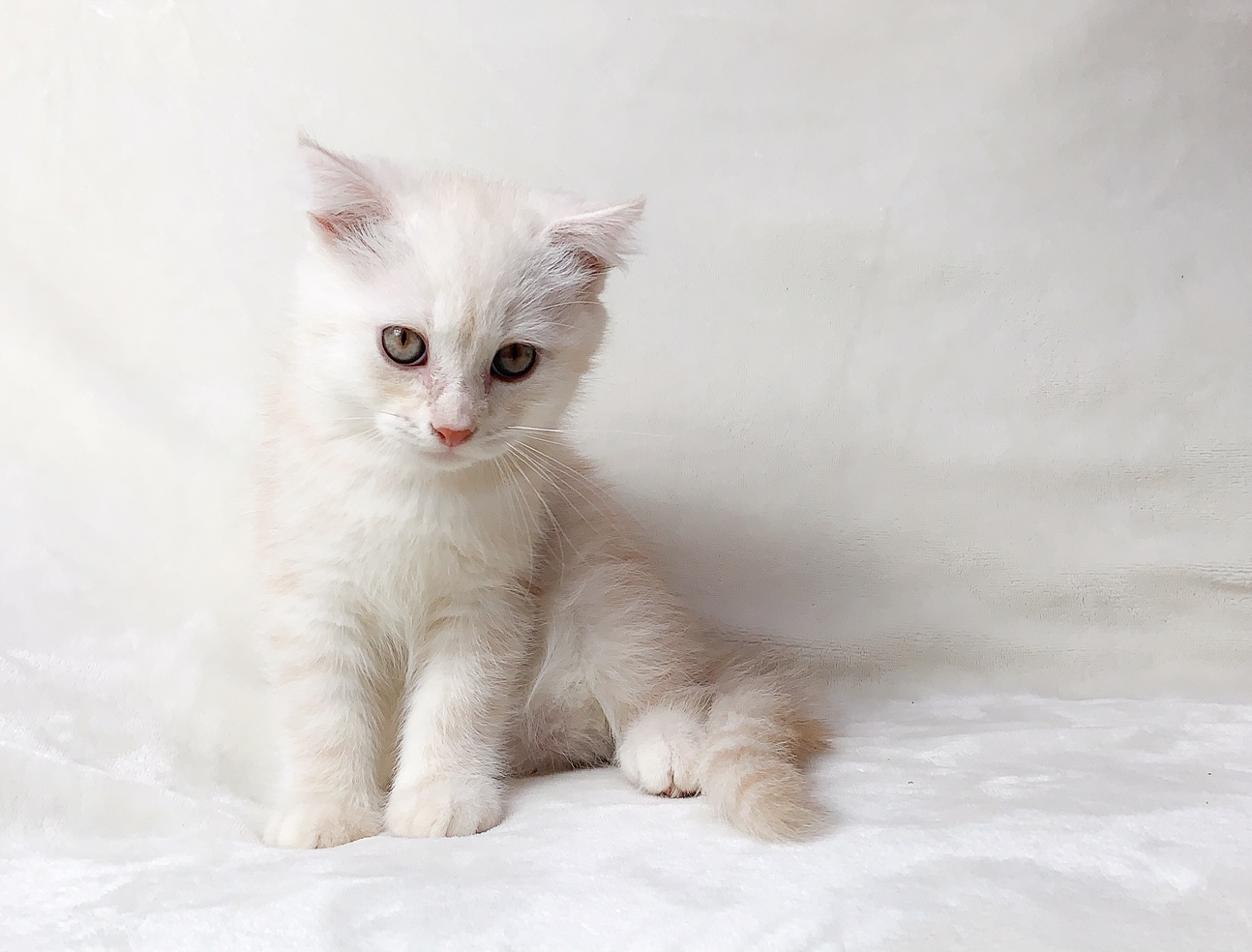 Munchkin Kittens for sale | TICA KINKALOW KITTENS | United ...