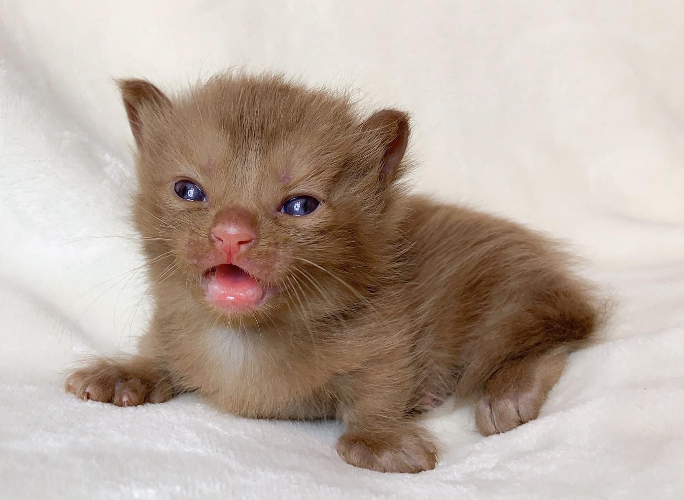 Munchkin kittens for sale Tica Kinkalow Kittens United States
