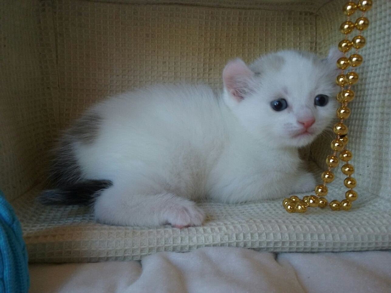 Munchkin kittens for sale Tica Kinkalow Kittens United States