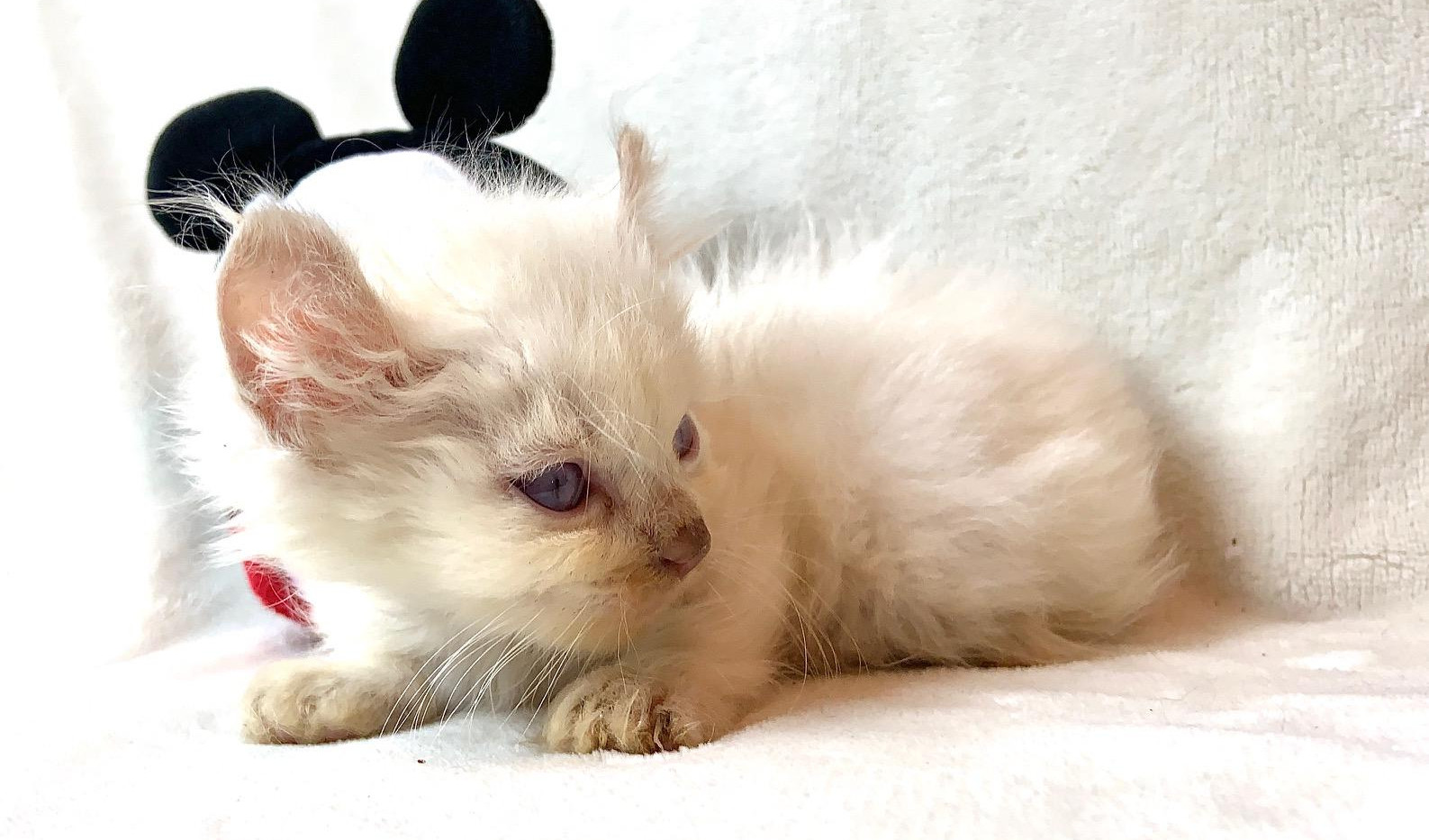 Munchkin kittens for sale Tica Kinkalow Kittens United States