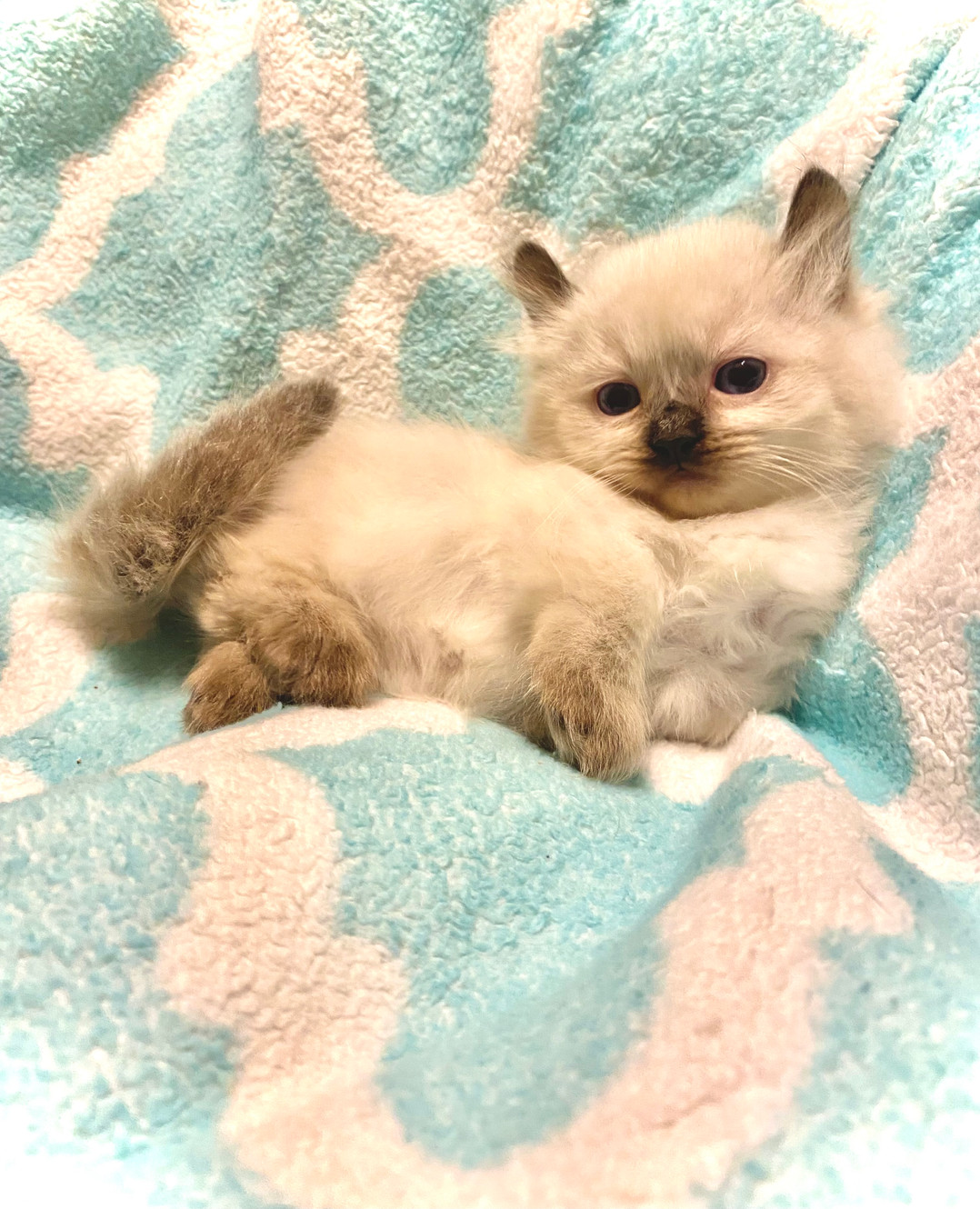 Kinkalow kittens clearance