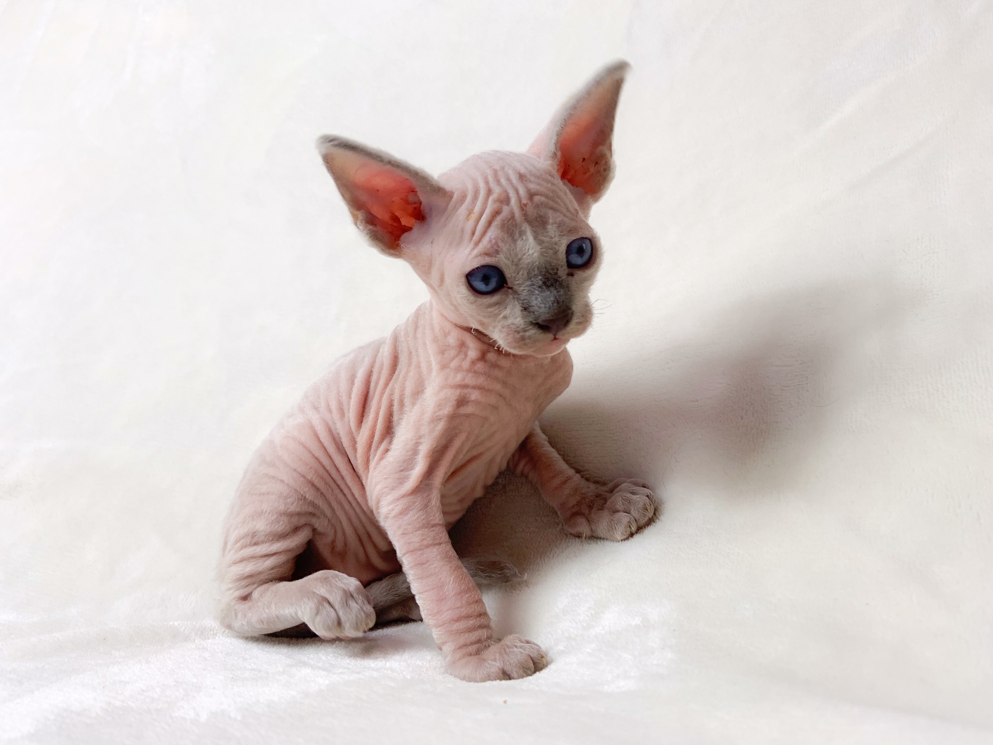 Munchkin Kittens for sale | TICA KINKALOW KITTENS | United States