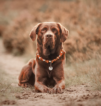 Lenny-2.jpg