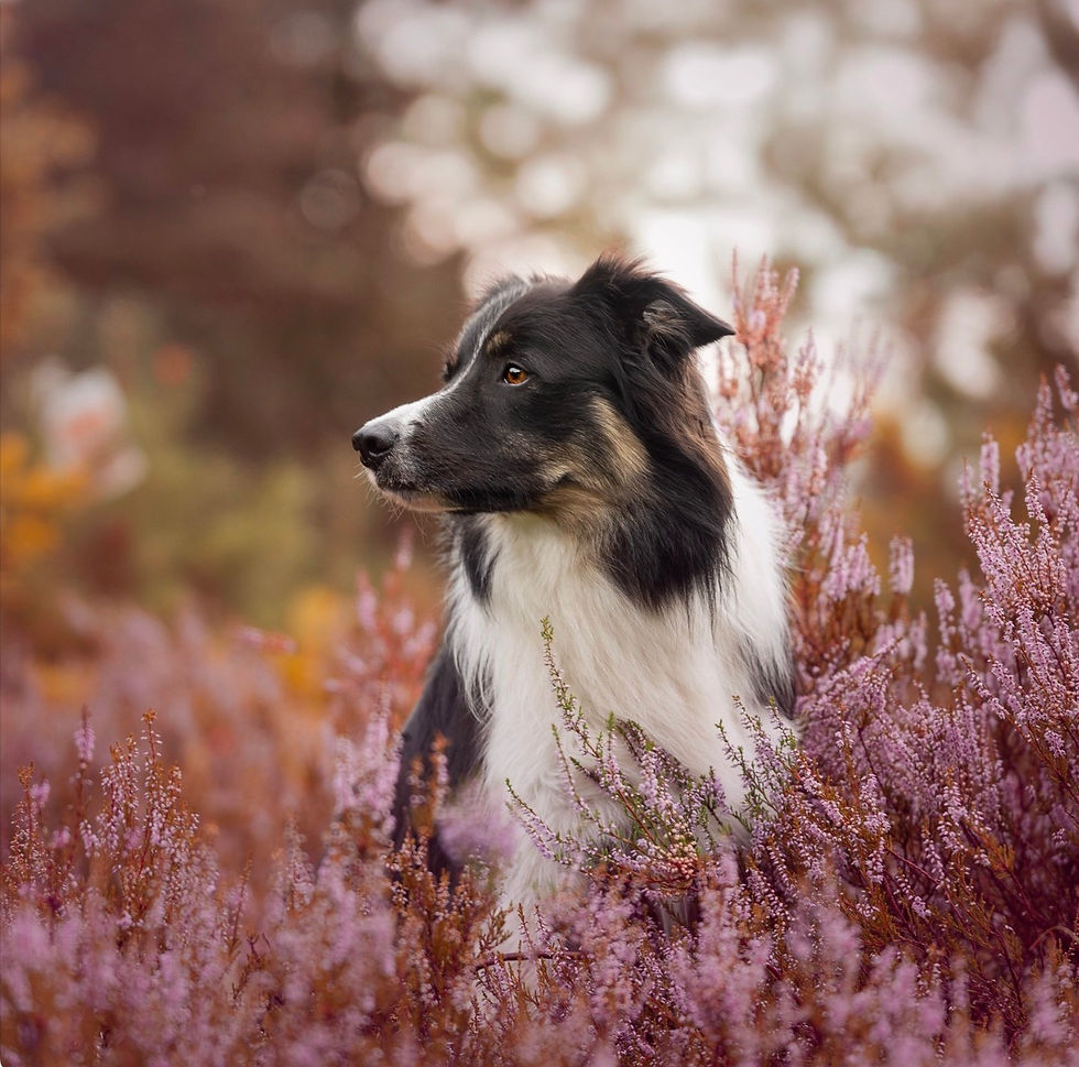 BorderCollie in Heide