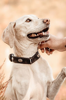 Labrador.jpg