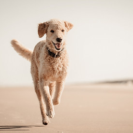 GoldenDoodle.jpg