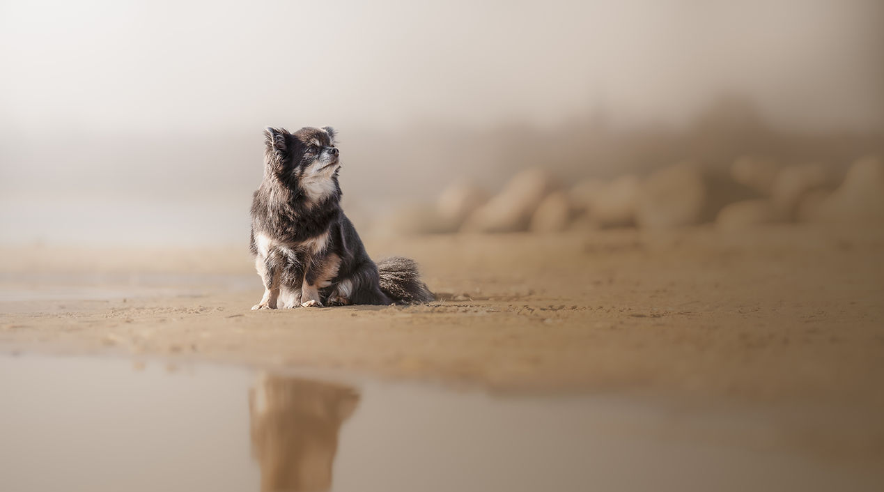 Papillon am Strand.jpg