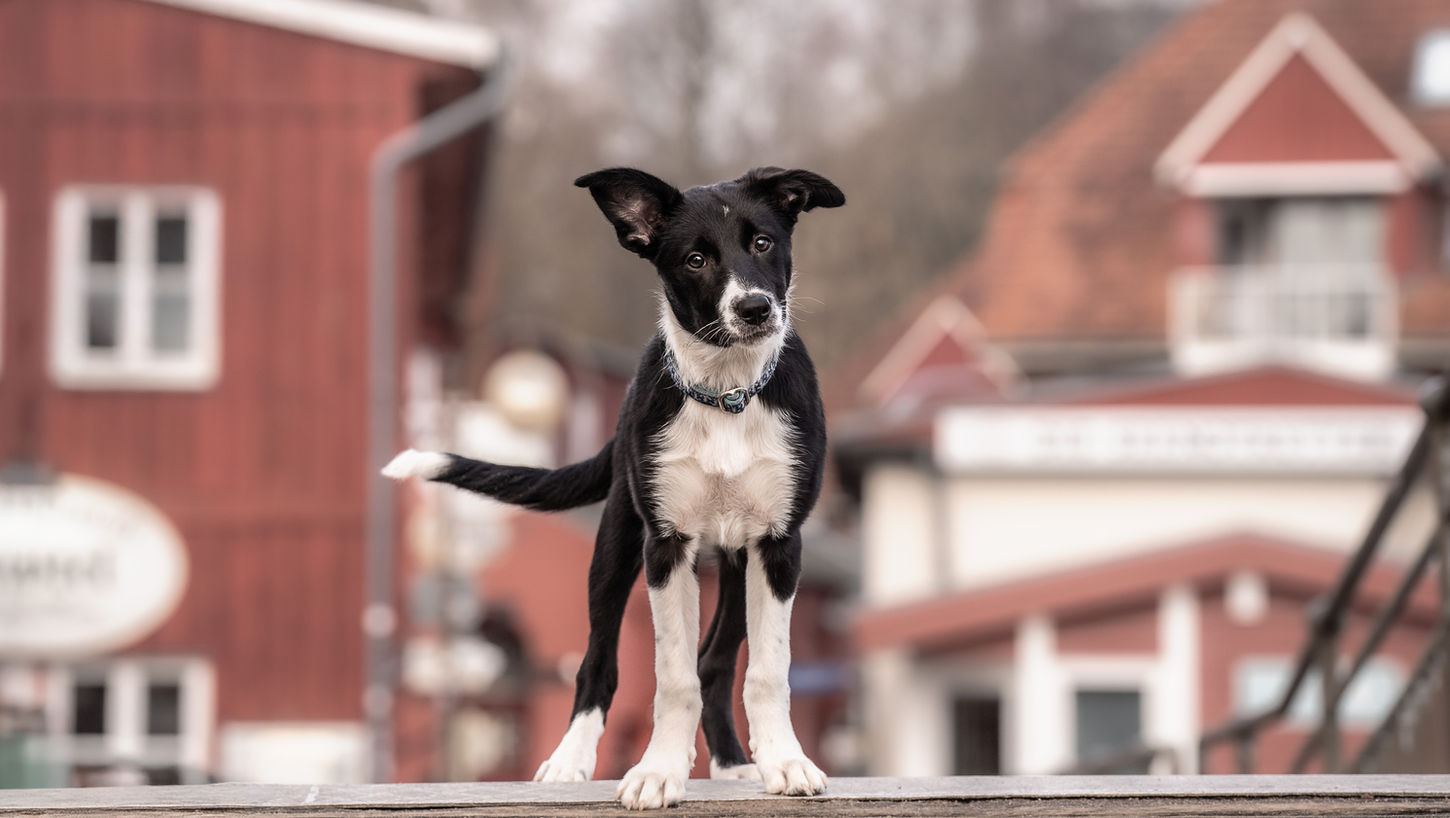Hundefotografie in Eckernförde