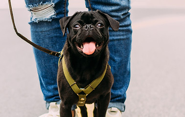 Dog Friendly Apartments in Omaha
