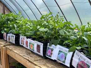 Planting Your Dahlia Cutting