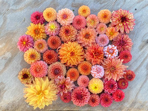 Success With Dahlia Cuttings