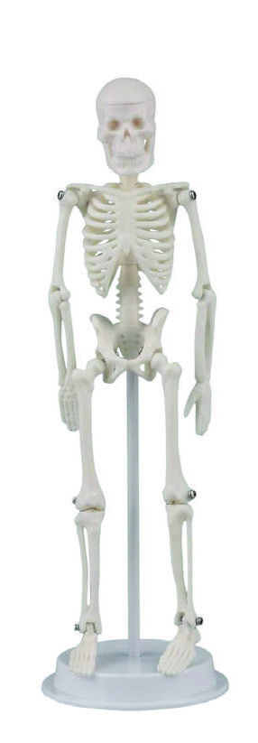 Tiny Skeleton model 21 CM