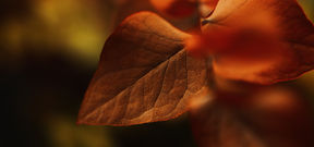 A023_C008_0208HN_001.00_00_44_04.Image fixe007.jpg