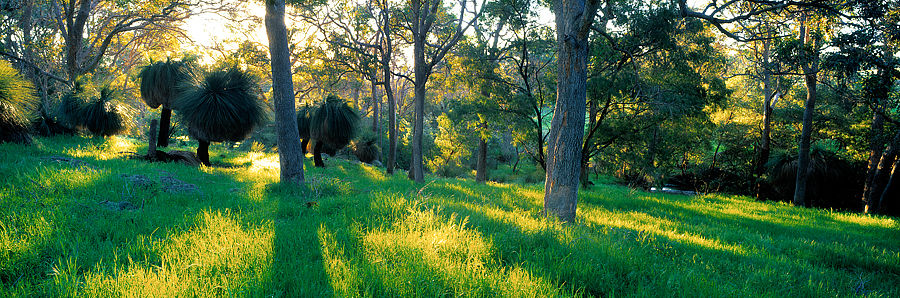 Farm land and grass trees, Yallingup, South Western Australia