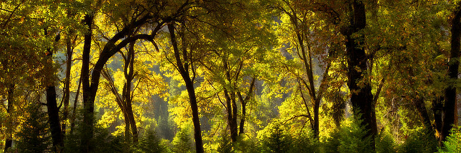 Yosemite Woods California USA