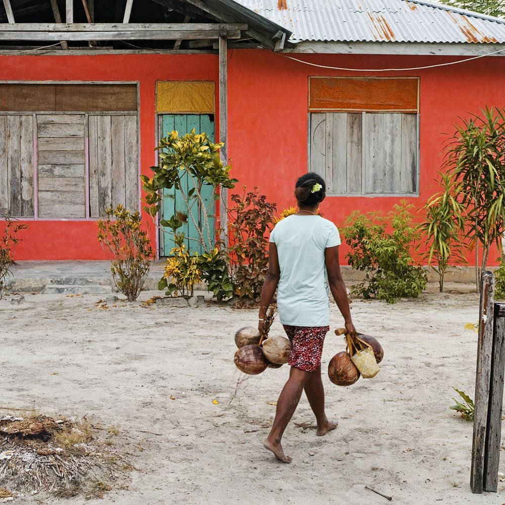 Coconut Collecting, West Papua New Guinea