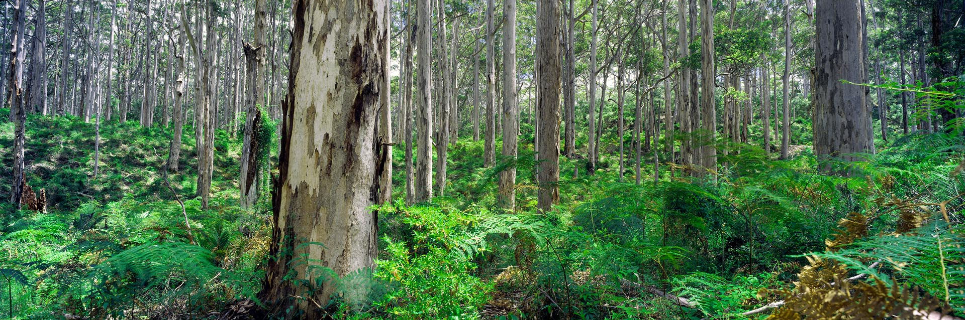 Boranup Forest, Margaret River, South Western Australia