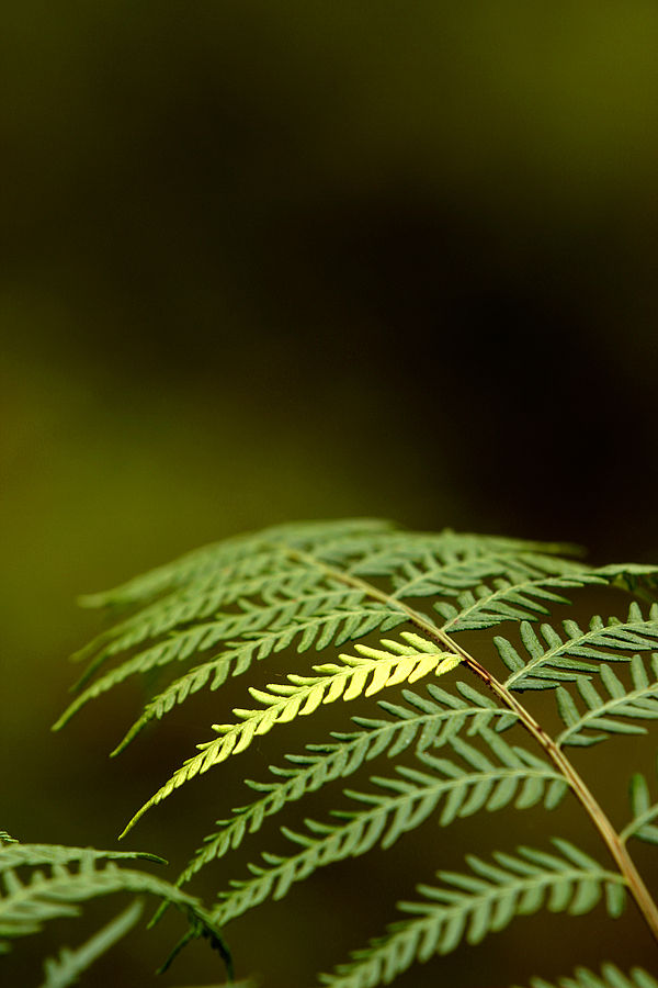 Braken Fern Frond
