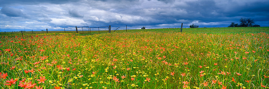 Wildflowers in spring, York, Western Austraiia