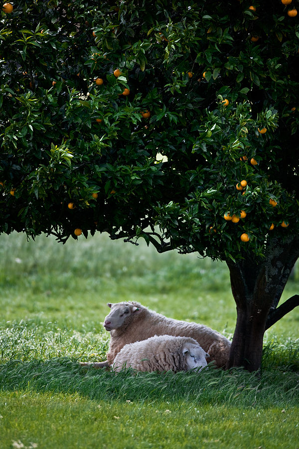 Sheep under an orange tree