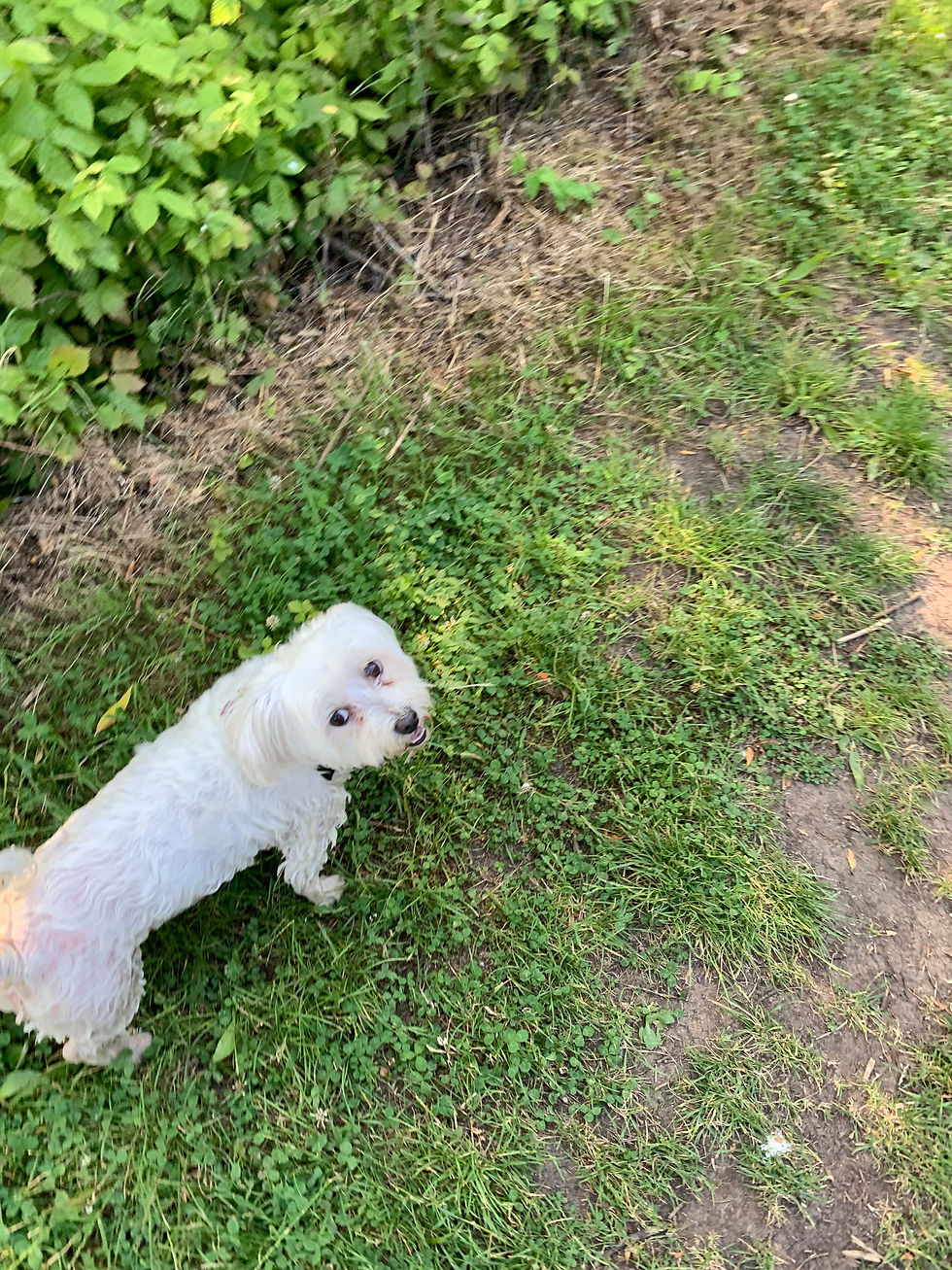 IMG_6332.jpeg