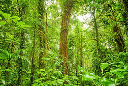 D-DAY Costa Rica
