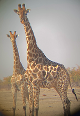 IMG_1086.png