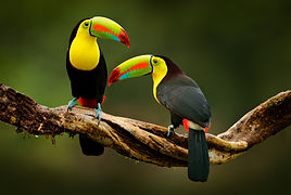 Costa Rica - Voyages Nature D-DAY.jpeg