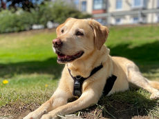 A yellow labrador
