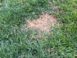 A brown patch on grass caused by a dog urine 