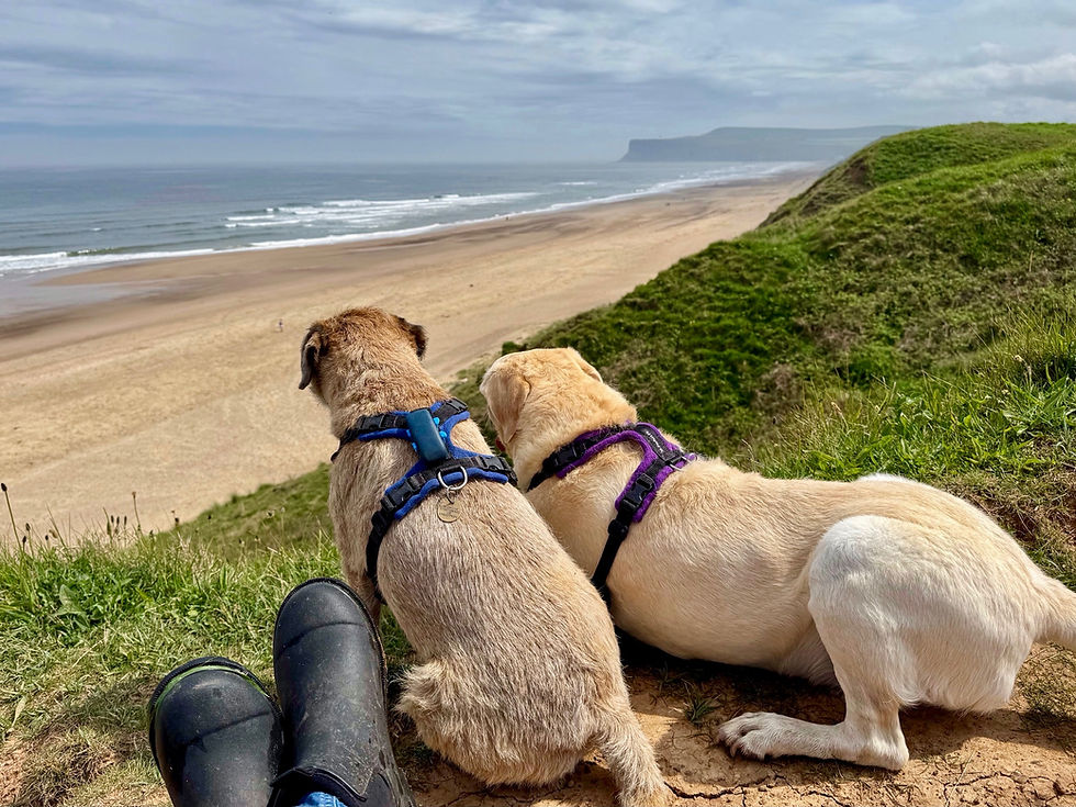 Supporting Our Dogs Joints: A Natural Approach 