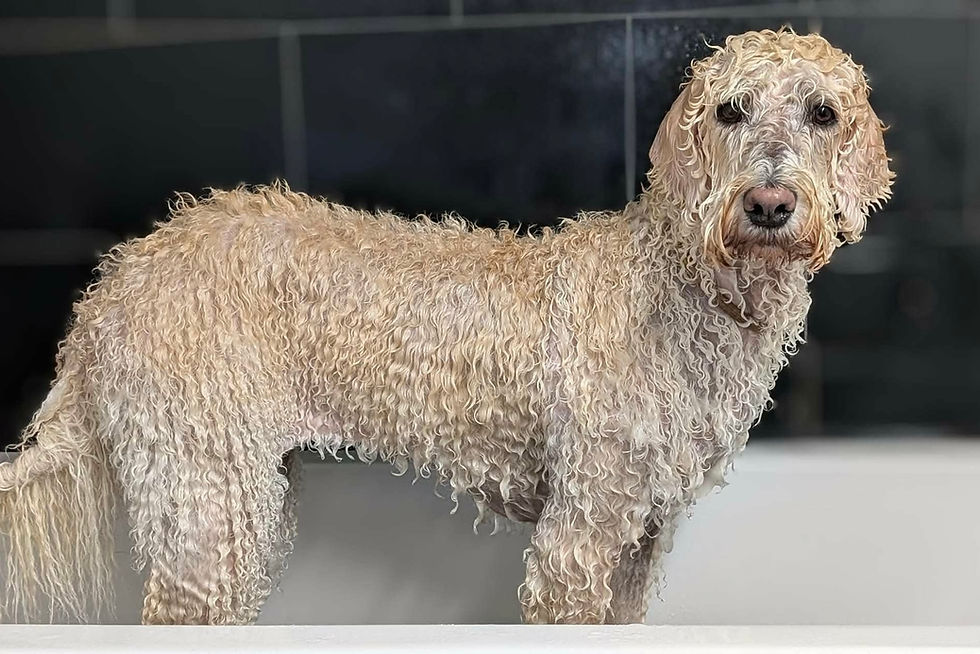 A dog being bathed.
