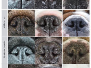  Sophie’s BOAS journey: a real-life account from Bonnie and Reggie