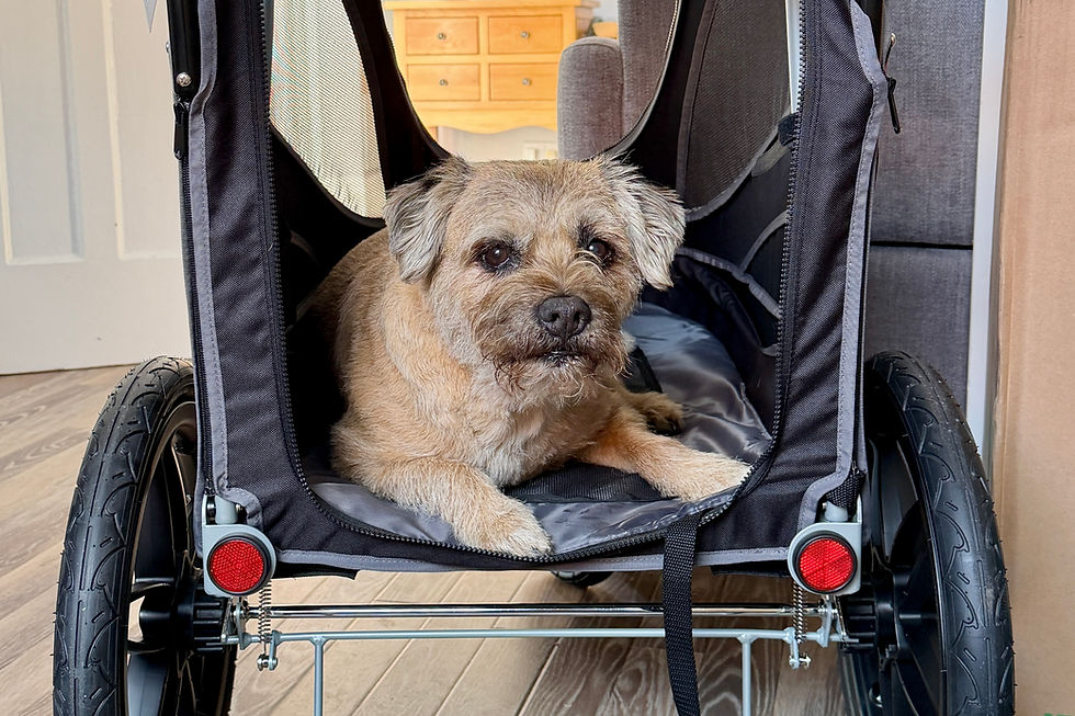 A border terrier sitting in a dog stroller