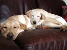 A young Labrador puppy asleep on top of a larger Labrador