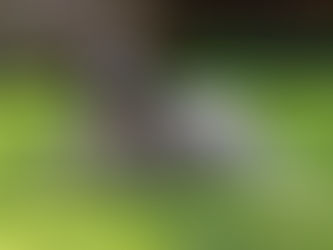 Black and white dog on grass