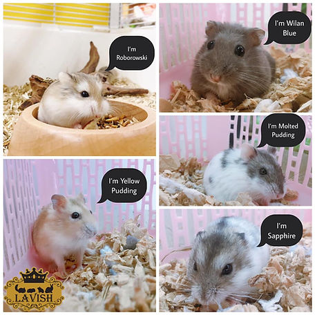 Hamsters.jpg