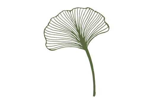 Ginkgo-biloba.png