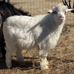 Big Sky Silkies Pistol Pete