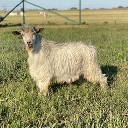 Big Sky Silkies Buckshot