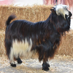 Big Sky Silkies Ichabod
