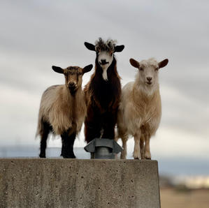 Three Amigos