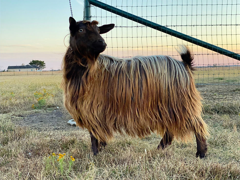 Big Sky Silkies Cocoa Brownie