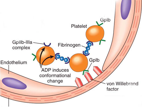 Fibrinogen in Trauma