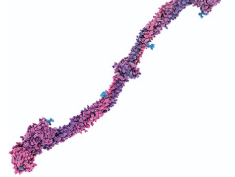 Fibrinogen Supplementation and Its Indications