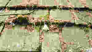 mossalgae.jpeg