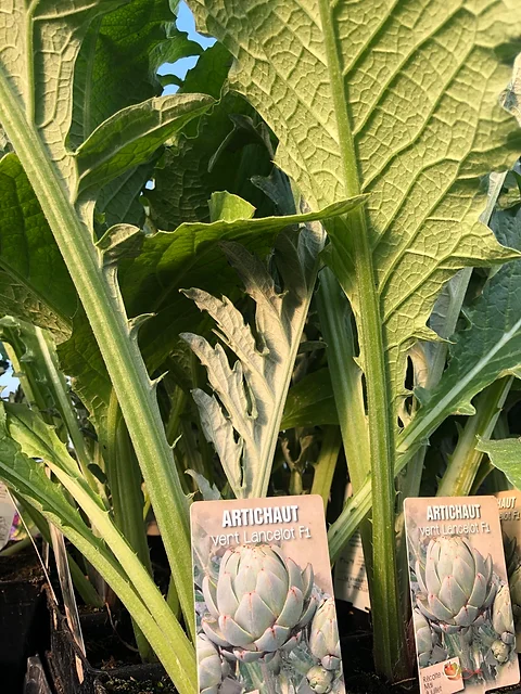 Artichaut Lancelot Vert F1 Pot 1l Megastock Instock