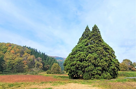 ひとり親移住　鮭川村